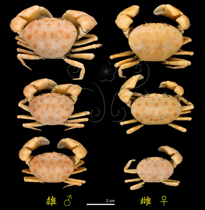 * 圖說：圖二十二　圖二十一所示現生紅斑斗蟹<i>Liagore rubromaculata</i> (De Haan, 1835) 浸液標本之背面觀，顯示不同個體大小、不同性別間的背甲外觀有些微改變；圖左、右排分別為雄性與雌性個體。<br>* 作者：許媖琇拍攝* 智財權：王士偉