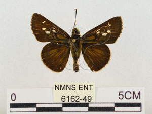 * 圖說：黃斑小褐弄蝶 標本背面* 助理 梁輝弘 拍攝* 智財權：國立自然科學博物館