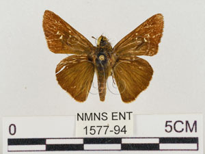 * 圖說：褐弄蝶 標本背面* 助理 梁輝弘 拍攝* 智財權：國立自然科學博物館