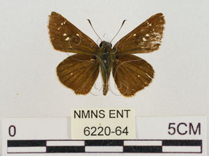* 圖說：小紋褐弄蝶 標本背面* 助理 梁輝弘 拍攝* 智財權：國立自然科學博物館