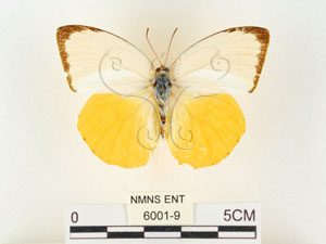 * 圖說：黃裙淡黃蝶 標本之背面* 作者：助理 梁輝弘拍攝* 智財權：國立自然科學博物館