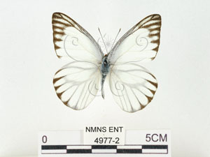 * 圖說：八重山粉蝶 標本之背面* 作者：助理 梁輝弘拍攝* 智財權：國立自然科學博物館