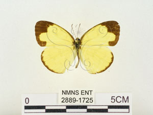 * 圖說：淡色黃蝶 標本之背面* 作者：助理 梁輝弘拍攝* 智財權：國立自然科學博物館
