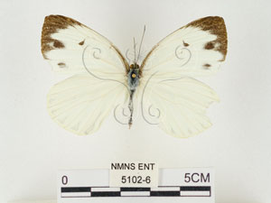 * 圖說：輕海紋白蝶 標本之背面* 作者：助理 梁輝弘拍攝* 智財權：國立自然科學博物館