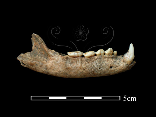 食蟹獴右側下顎(YL1093)圖示