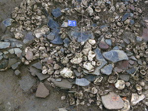 * 圖說：F2灰坑中的貝殼與陶片-1* 作者：劉克竑等拍攝* 智財權：國立自然科學博物館