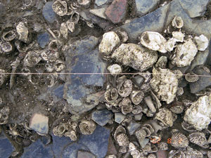 * 圖說：F2灰坑中的貝殼與陶片-2* 作者：劉克竑等拍攝* 智財權：國立自然科學博物館