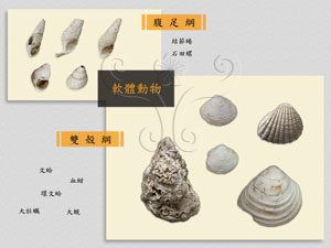 * 圖說：魚寮遺址貝類標本的分類* 作者：黃琇娟製圖* 智財權：國立自然科學博物館