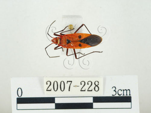 離斑棉紅蝽(2007-228)圖示
