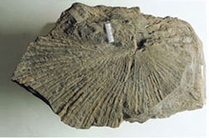 * 圖說：圖4. 棕櫚葉化石(碧藍海水、陽光、沙灘、棕櫚樹) * 作者：莊文星