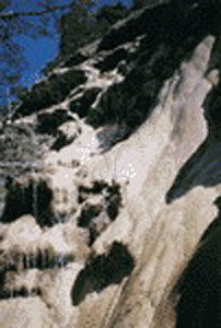 * 圖說：圖5. 石灰岩洞山坡上流水攜帶的碳酸鈣沉澱在邊坡植物上，形成石灰華。* 作者：莊文星