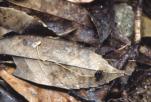 * 圖說：3.長在螞蟻上的蟻虫草(<i>Cordyceps myrmecophila</i> )。* 作者：王也珍