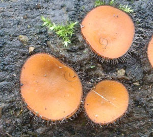 * 圖說：1.長在腐木上的盾盤菌，盤緣密生有棕色的剛毛* 作者：王也珍