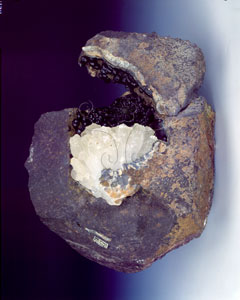 * 圖說：玄武岩孔洞中展現出美麗的澎湖文石風貌。白色礦物為霰石；黑色者則為菱鐵礦。* 作者：李慶蘭拍攝* 智財權：國立自然科學博物館