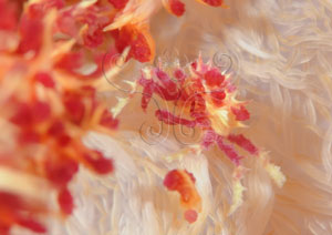 * 圖說：棲息在海雞冠軟珊瑚上的奧氏櫻蛛蟹* (黃興倬 拍攝)* 作者：張育菁* 智財權：黃興倬##國立自然科學博物館##
