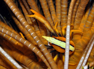 * 圖說：美麗異鎧蝦通常棲息在海羊齒的捲枝之間* (李坤瑄 攝影)* 作者：張育菁* 智財權：國立自然科學博物館
