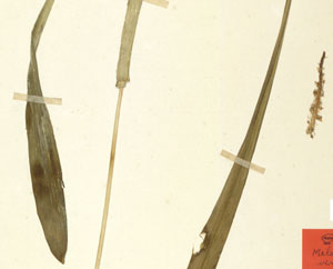 * Mala viri - Holotype1 -02* 作者：荷蘭萊登國家標本館拍攝* 智財權：荷蘭萊登國家標本館