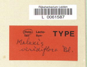 * Mala viri - Holotype1 -03* 作者：荷蘭萊登國家標本館拍攝* 智財權：荷蘭萊登國家標本館