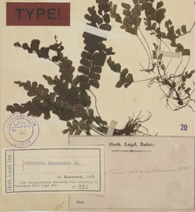 * Adia diap - Type1 - 03* 作者：荷蘭萊登國家標本館拍攝* 智財權：荷蘭萊登國家標本館