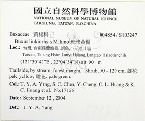 * 圖說：琉球黃楊-標籤~S103247* 作者：國立自然科學博物館* 智財權：國立自然科學博物館