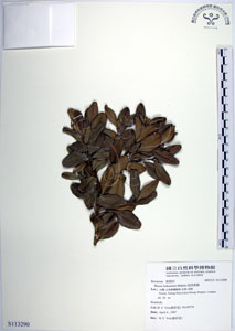 * 圖說：琉球黃楊-標本~S113290* 作者：國立自然科學博物館* 智財權：國立自然科學博物館
