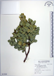 * 圖說：琉球黃楊-標本~S115656* 作者：國立自然科學博物館* 智財權：國立自然科學博物館