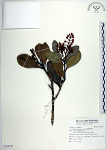 * 圖說：蘭嶼胡桐-標本~S108721* 作者：國立自然科學博物館* 智財權：國立自然科學博物館
