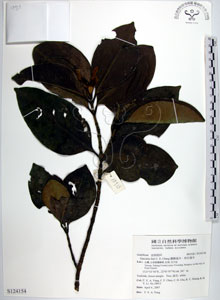 * 圖說：蘭嶼福木-標本~S124154* 作者：國立自然科學博物館* 智財權：國立自然科學博物館
