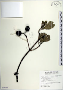 * 圖說：蘭嶼福木-標本~S130100* 作者：國立自然科學博物館* 智財權：國立自然科學博物館