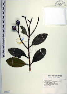 * 圖說：蘭嶼福木-標本~S142654* 作者：國立自然科學博物館* 智財權：國立自然科學博物館