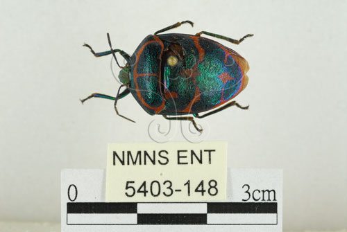 金綠寬盾蝽(5403-148)圖示