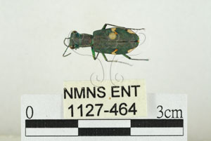 * 圖說：素木氏虎甲蟲 標本之背面* 作者：助理 梁輝弘拍攝* 智財權：國立自然科學博物館