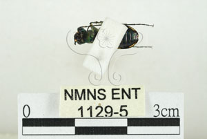 * 圖說：素木氏虎甲蟲 標本之腹面* 作者：助理 梁輝弘拍攝* 智財權：國立自然科學博物館