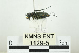 * 圖說：素木氏虎甲蟲 標本之側面* 作者：助理 梁輝弘拍攝* 智財權：國立自然科學博物館
