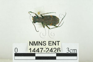* 圖說：素木氏虎甲蟲 標本之背面* 作者：助理 梁輝弘拍攝* 智財權：國立自然科學博物館