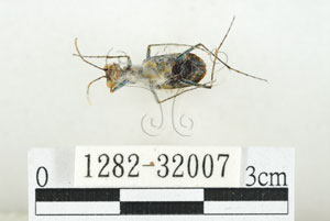 * 圖說：縱紋虎甲蟲 標本之腹面* 作者：助理 梁輝弘拍攝* 智財權：國立自然科學博物館