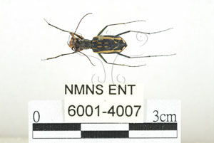 * 圖說：縱紋虎甲蟲 標本之背面* 作者：助理 梁輝弘拍攝* 智財權：國立自然科學博物館