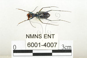 * 圖說：縱紋虎甲蟲 標本之腹面* 作者：助理 梁輝弘拍攝* 智財權：國立自然科學博物館