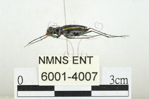 * 圖說：縱紋虎甲蟲 標本之側面* 作者：助理 梁輝弘拍攝* 智財權：國立自然科學博物館