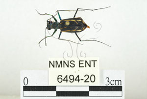 * 圖說：縱紋虎甲蟲 標本之背面* 作者：助理 梁輝弘拍攝* 智財權：國立自然科學博物館