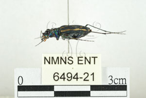* 圖說：縱紋虎甲蟲 標本之側面* 作者：助理 梁輝弘拍攝* 智財權：國立自然科學博物館