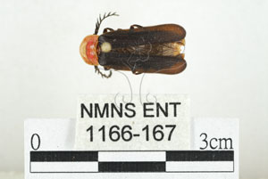 * 圖說：黑腹櫛角螢 標本之背面* 作者：助理 梁輝弘拍攝* 智財權：國立自然科學博物館
