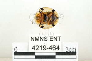 * 圖說：大黑星龜金花蟲 標本之腹面* 作者：助理 梁輝弘拍攝* 智財權：國立自然科學博物館