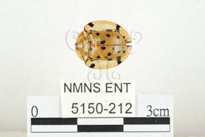 * 圖說：大黑星龜金花蟲 標本之背面* 作者：助理 梁輝弘拍攝* 智財權：國立自然科學博物館