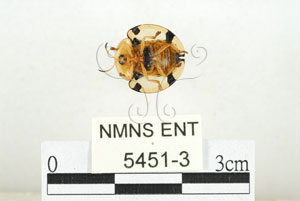 * 圖說：大黑星龜金花蟲 標本之腹面* 作者：助理 梁輝弘拍攝* 智財權：國立自然科學博物館