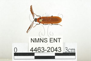 * 圖說：橙櫛角蟲 標本之背面* 作者：助理 梁輝弘拍攝* 智財權：國立自然科學博物館
