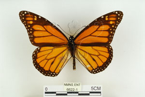 * 圖說：大樺斑蝶 標本之背面* 作者：助理 梁輝弘拍攝* 智財權：國立自然科學博物館