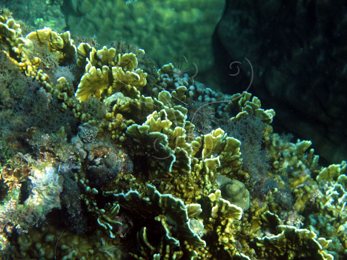 * 圖說：板葉千孔珊瑚群體，往往後來會癒合成蜂巢狀。* (李坤瑄 攝影)* 作者：張育菁* 智財權：國立自然科學博物館