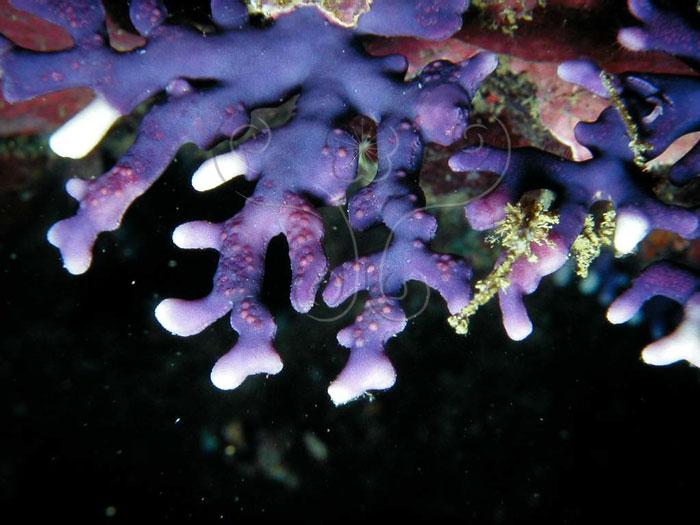 * 圖說：紫側孔珊瑚群體生態照，末梢呈二分叉並為白色* (李坤瑄 攝影)* 作者：張育菁* 智財權：國立自然科學博物館