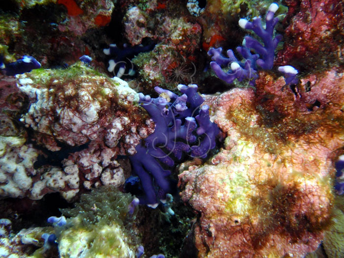 * 圖說：紫側孔珊瑚棲息在珊瑚礁質底的岩縫中* (李坤瑄 攝影)* 作者：張育菁* 智財權：國立自然科學博物館